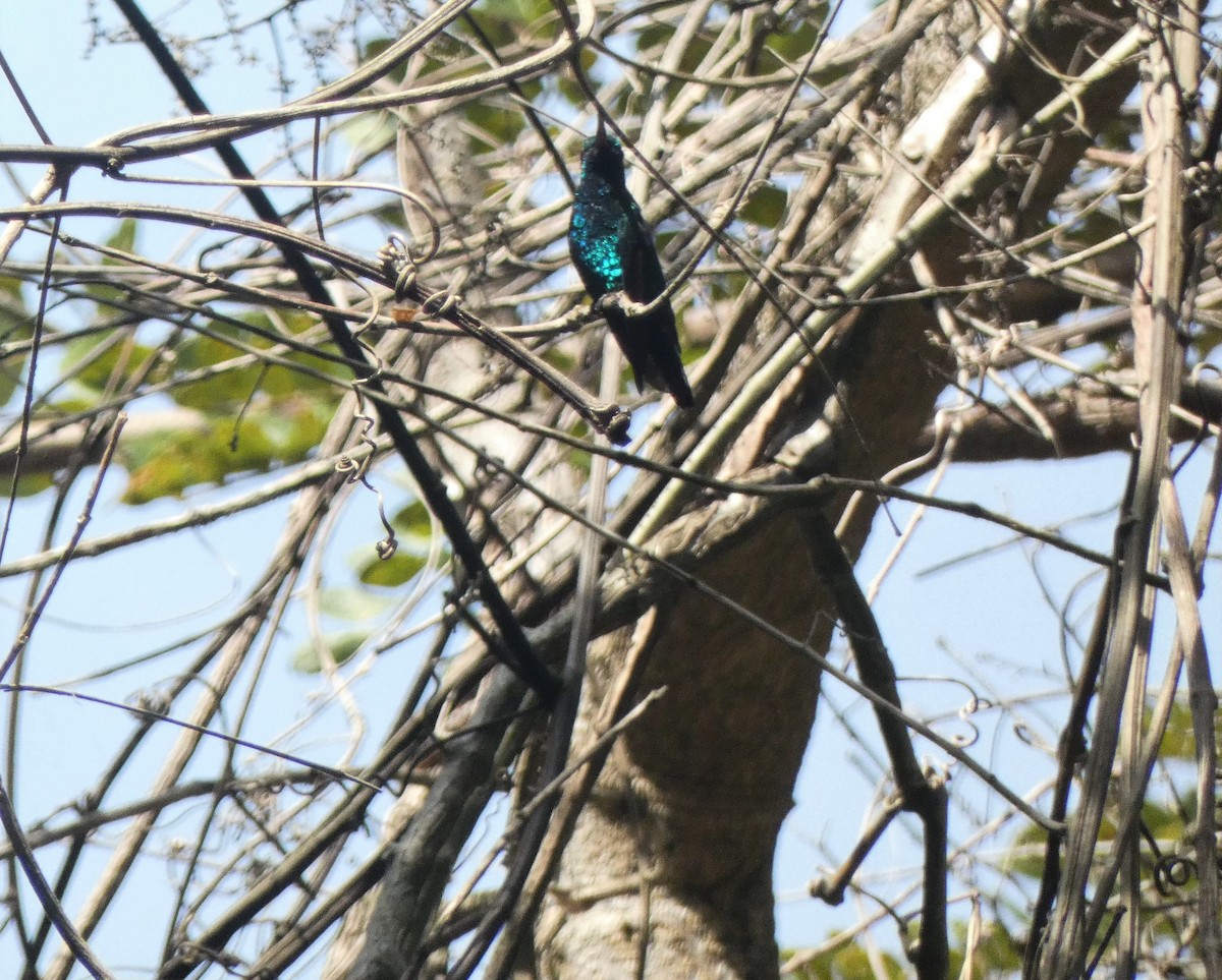 kolibřík modrobradý - ML544822721