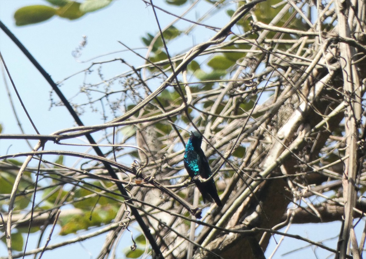 kolibřík modrobradý - ML544822731