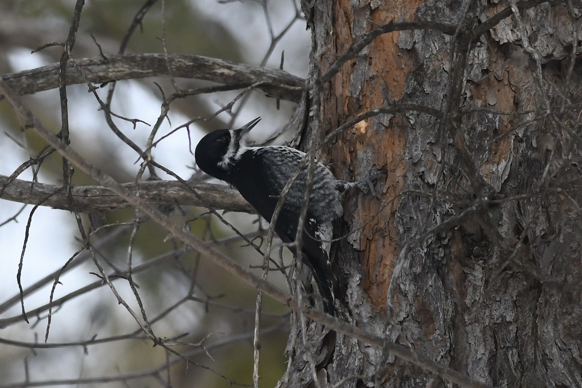 Black-backed Woodpecker - ML544822741