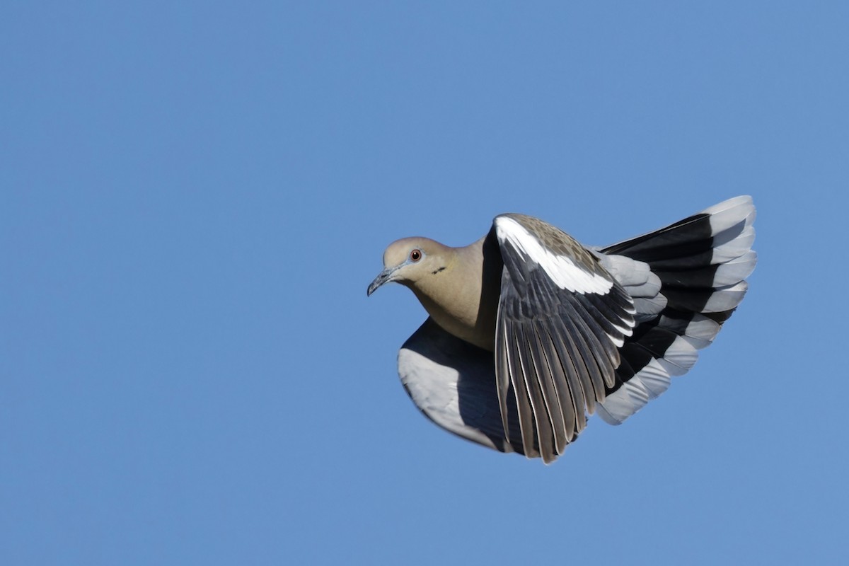 White-winged Dove - ML544824881