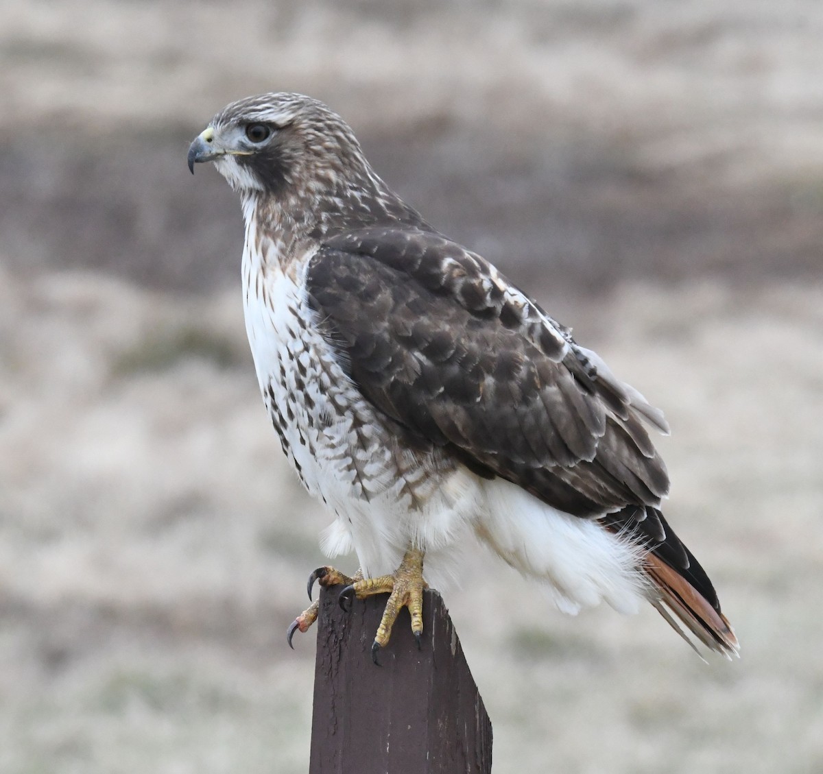 Red-tailed Hawk - ML544830311