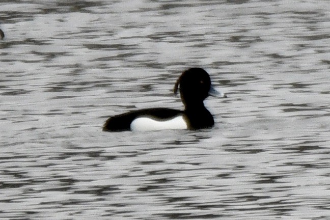Tufted Duck - Christopher Veale