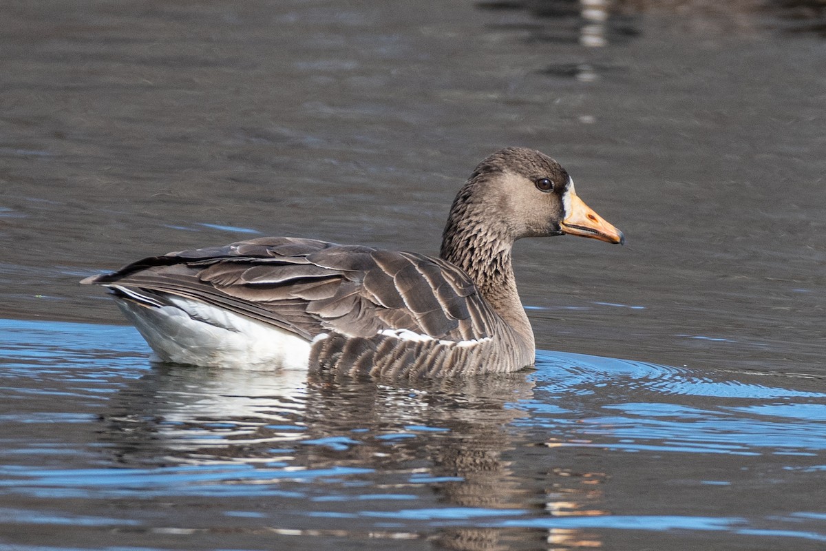 Greater White-fronted Goose - ML544839371
