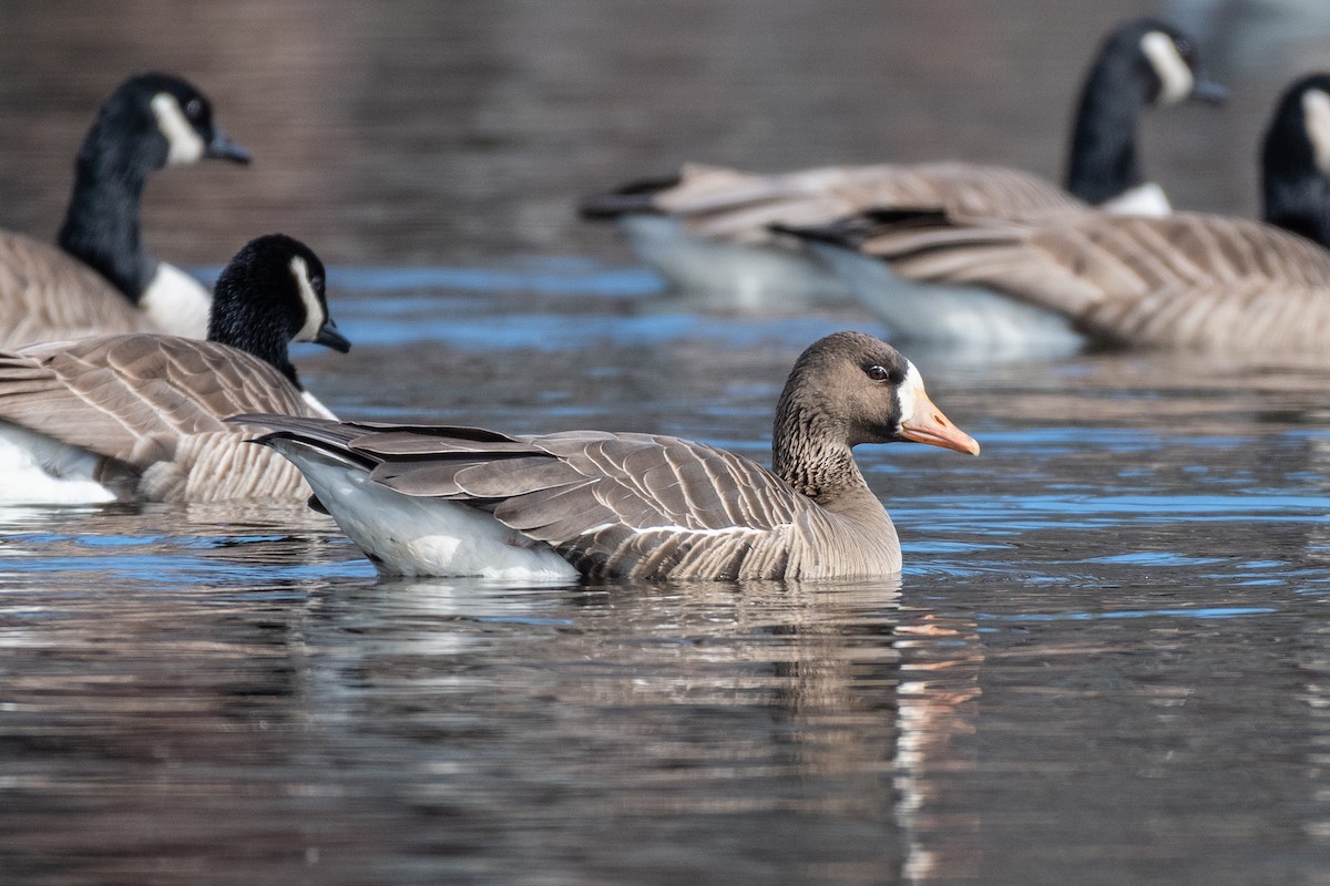 Greater White-fronted Goose - ML544839381
