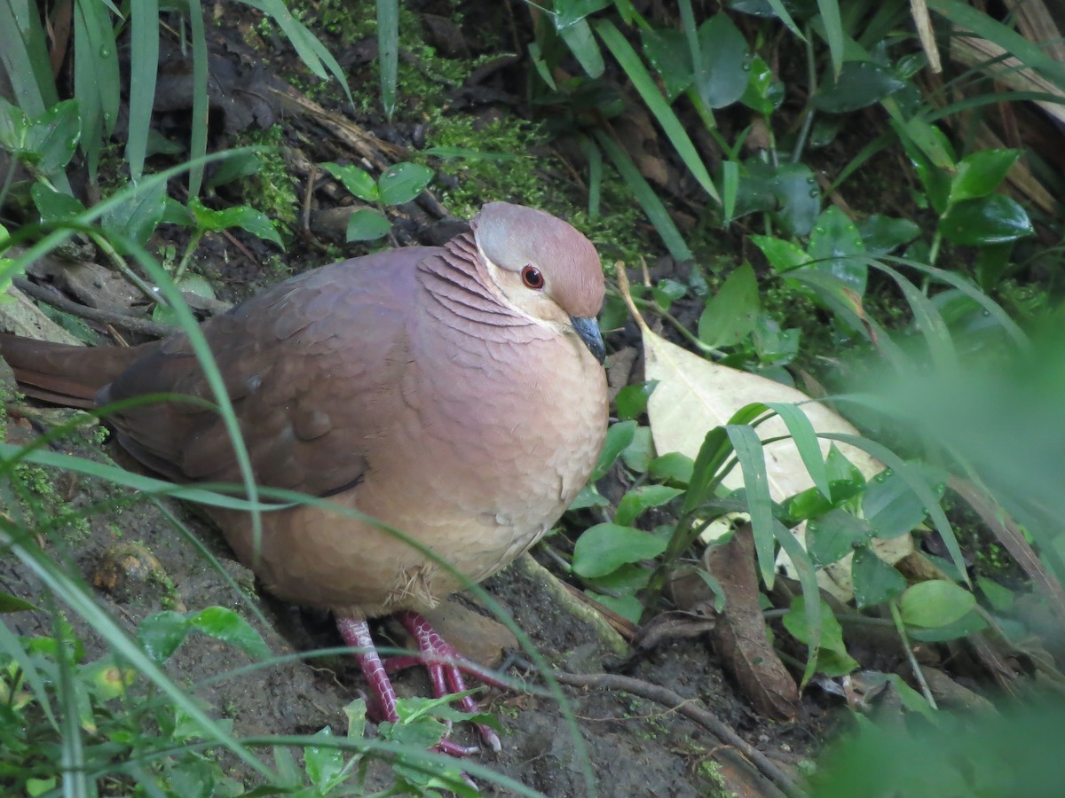 Lined Quail-Dove - Johnnier Arango 🇨🇴 theandeanbirder.com