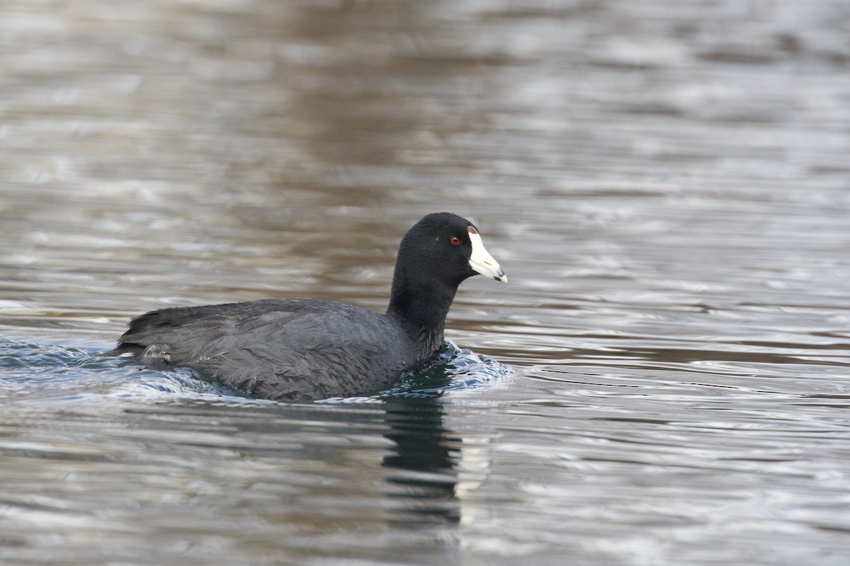 American Coot (Red-shielded) - ML544844681