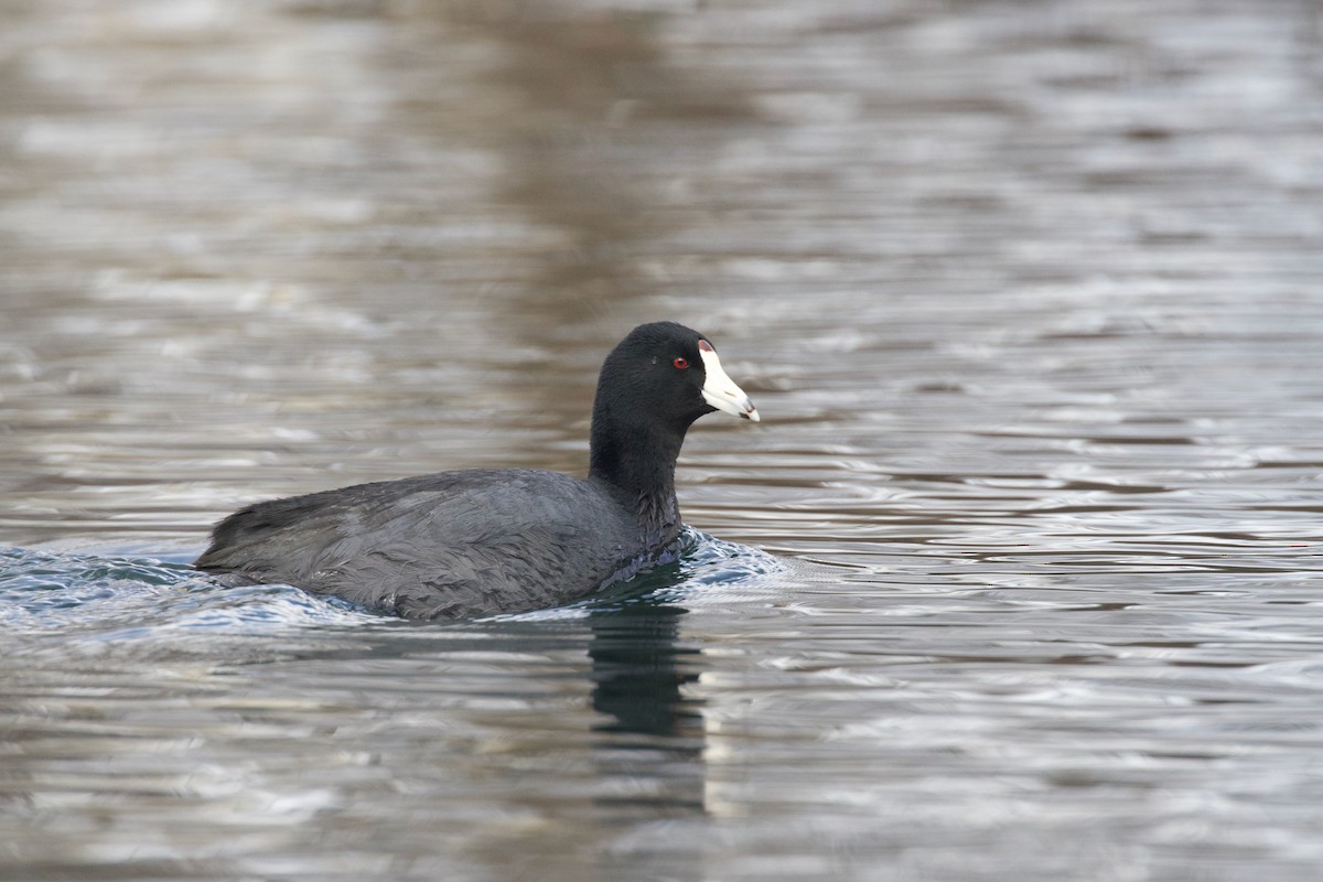 American Coot (Red-shielded) - ML544844691