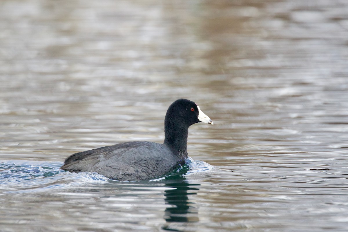 American Coot (Red-shielded) - ML544844701