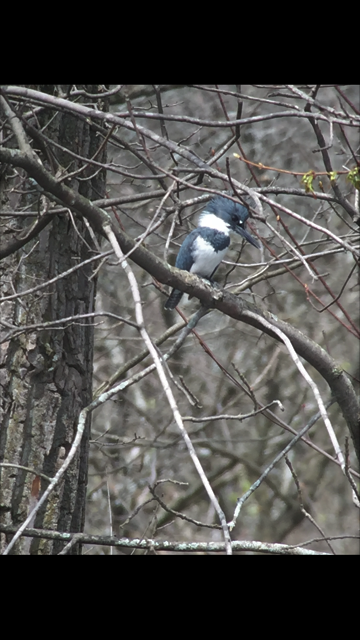 Belted Kingfisher - ML54484731