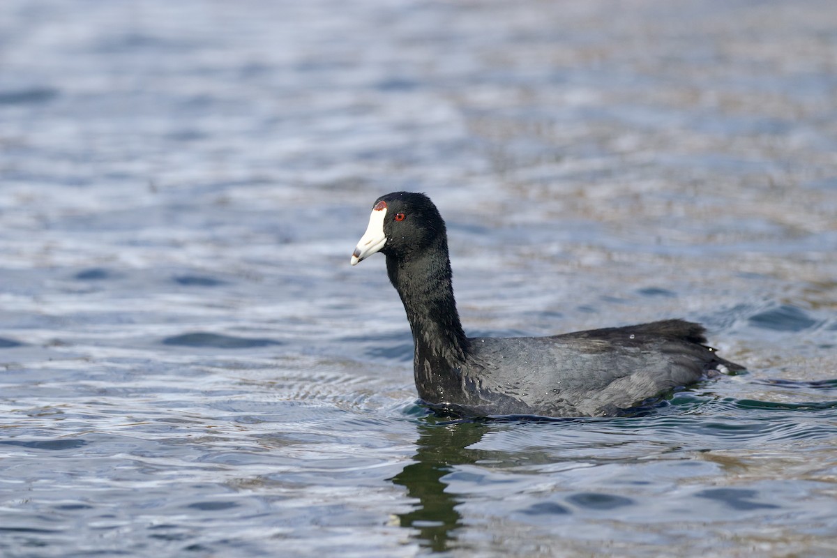 American Coot (Red-shielded) - ML544849121