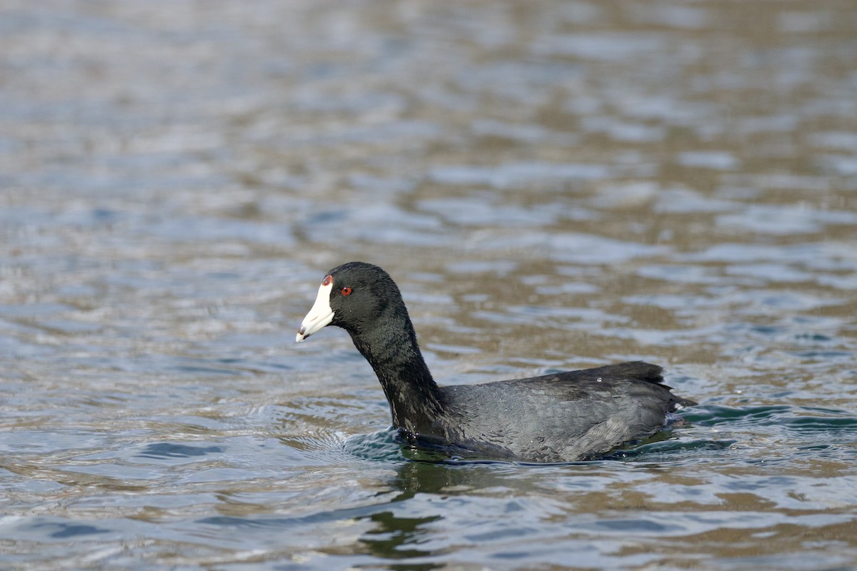 American Coot (Red-shielded) - ML544849131