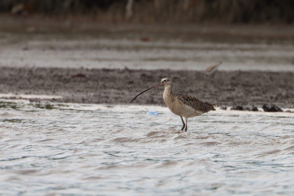 Long-billed Curlew - ML544849481