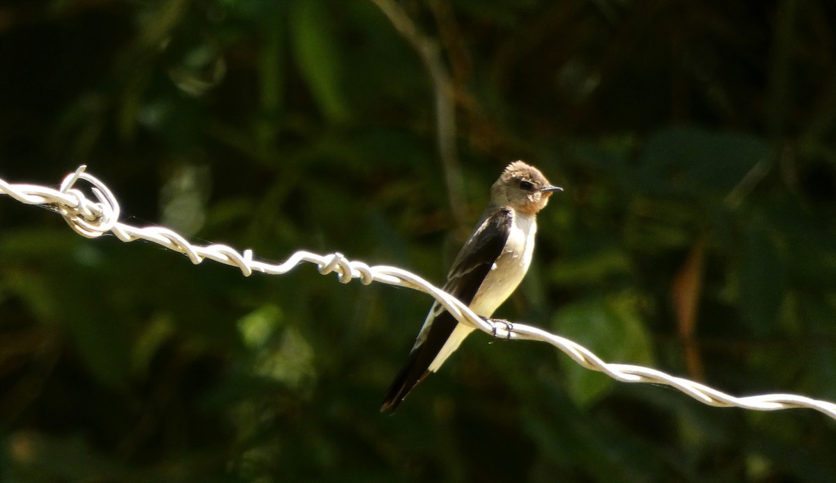 Southern Rough-winged Swallow - ML544851301
