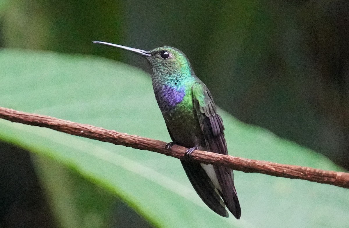 Purple-chested Hummingbird - ML544853201