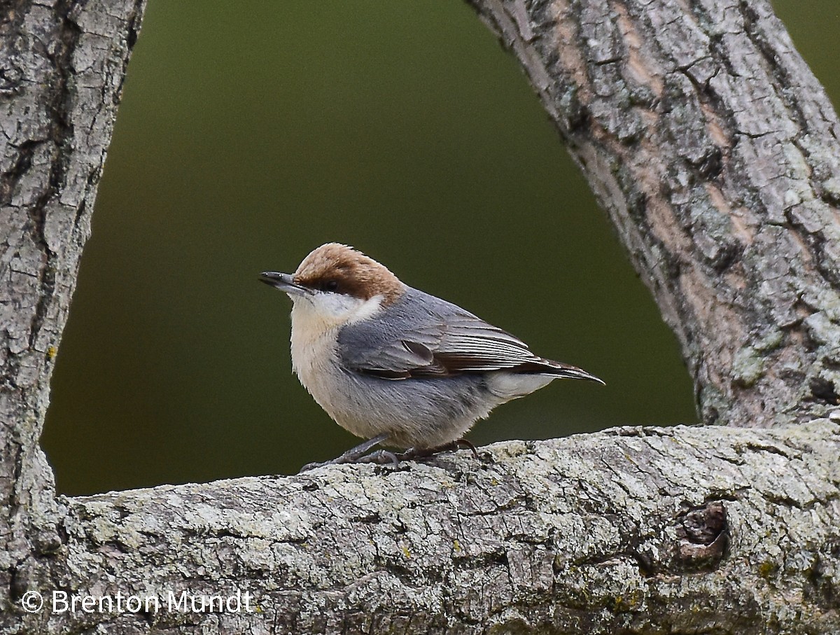 Brown-headed Nuthatch - ML544854181