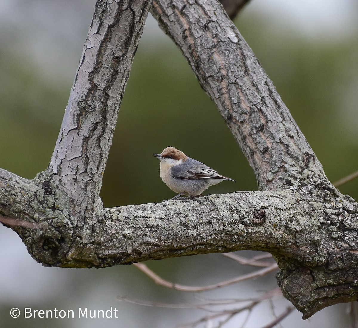Brown-headed Nuthatch - ML544854191