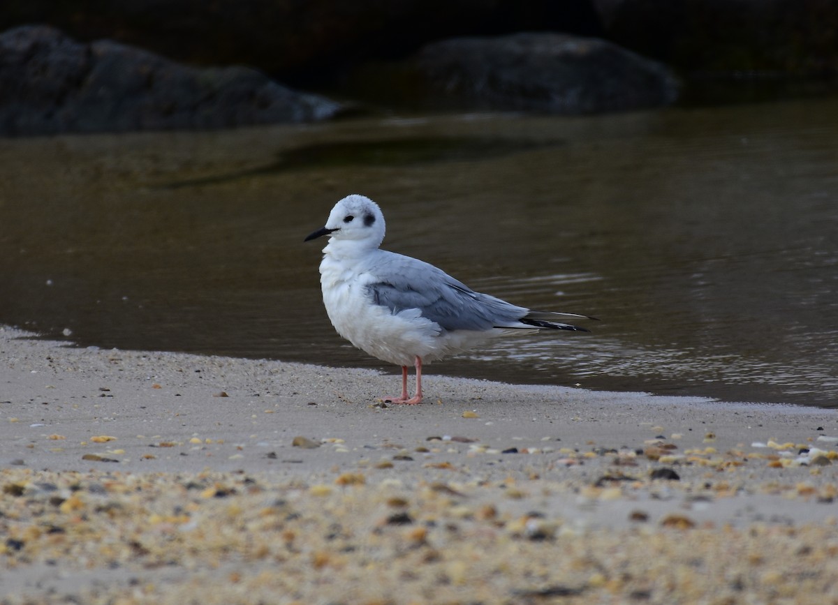 Bonaparte's Gull - ML544854891
