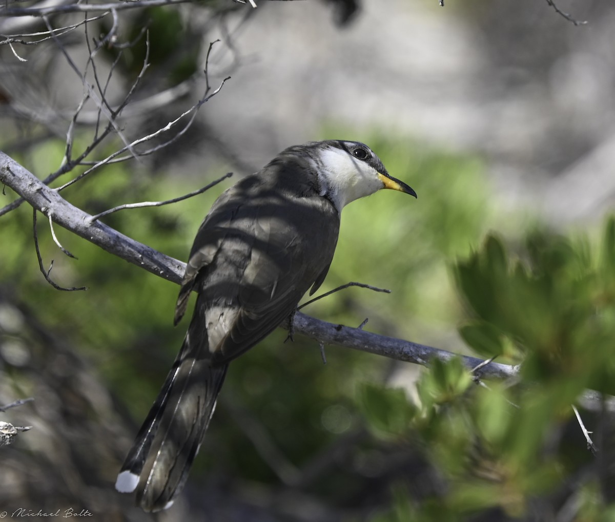 Mangrove Cuckoo - Michael Bolte