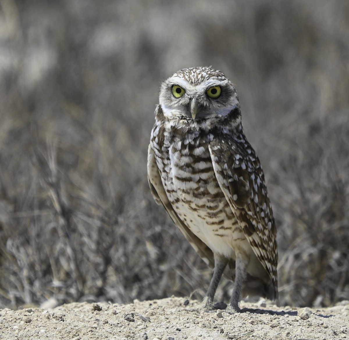 Burrowing Owl - ML544858641
