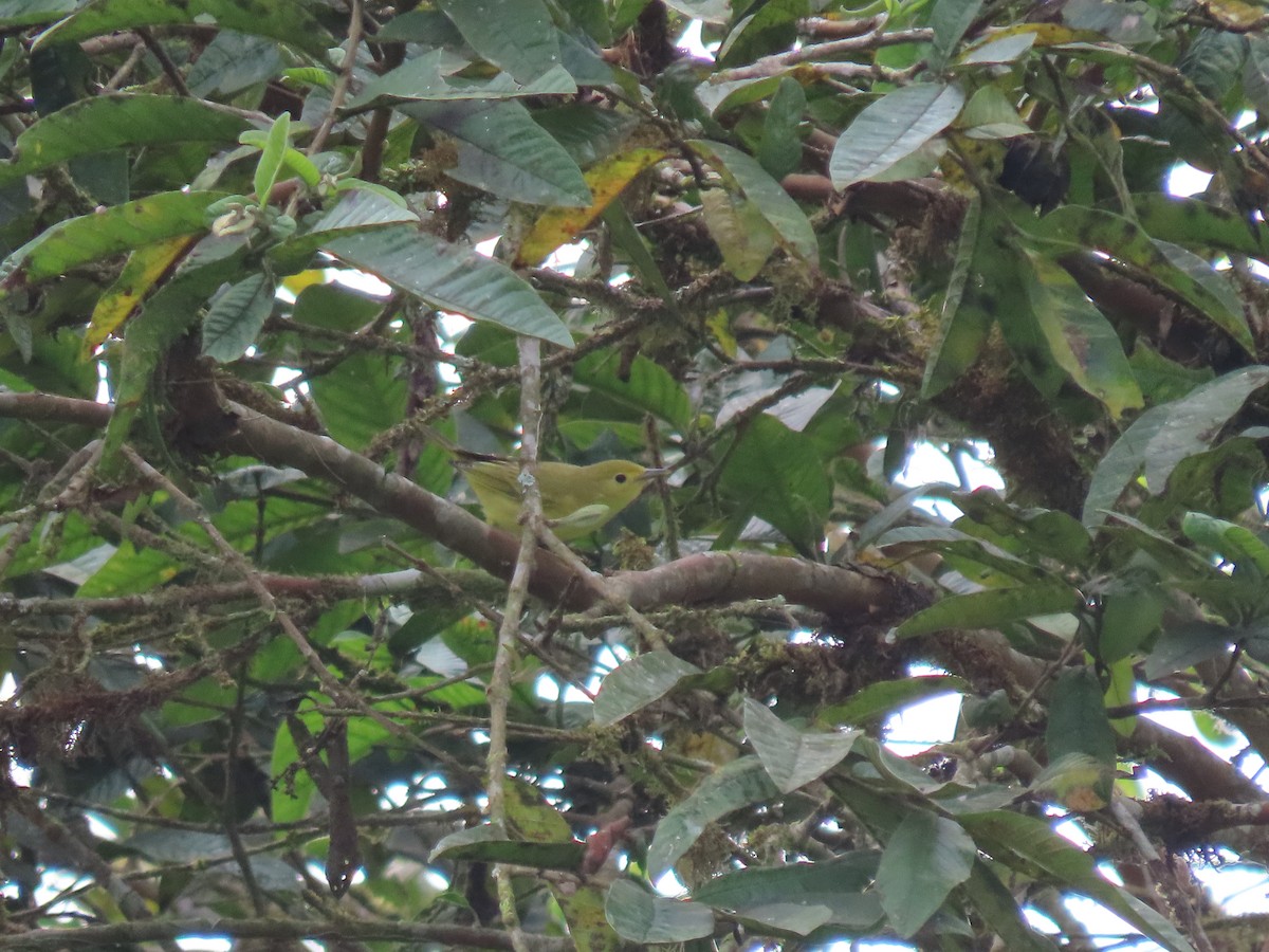 Yellow Warbler (Northern) - ML544860481