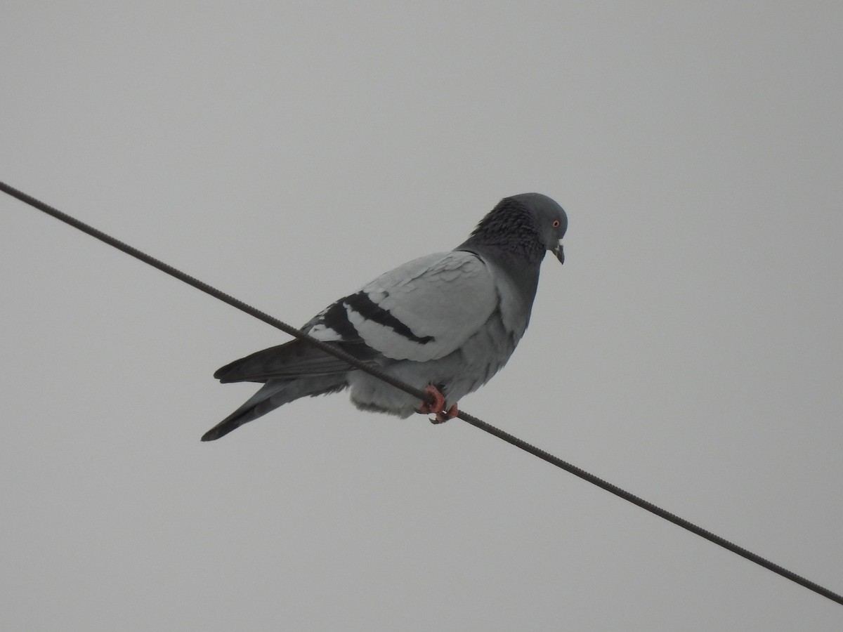 Rock Pigeon (Feral Pigeon) - ML544860581