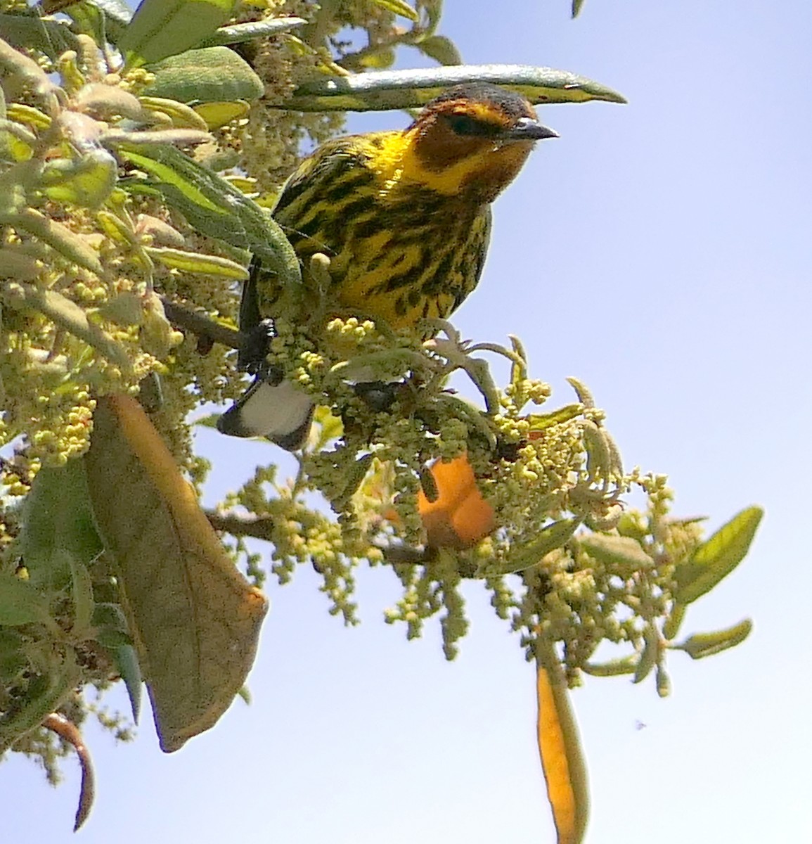 Cape May Warbler - Claire Herzog
