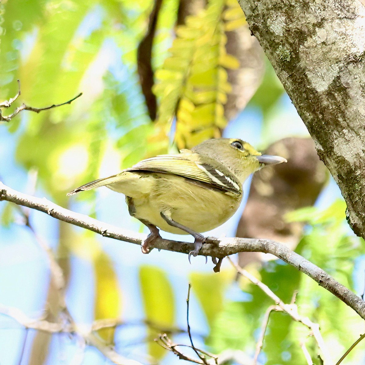 Thick-billed Vireo - ML544860891