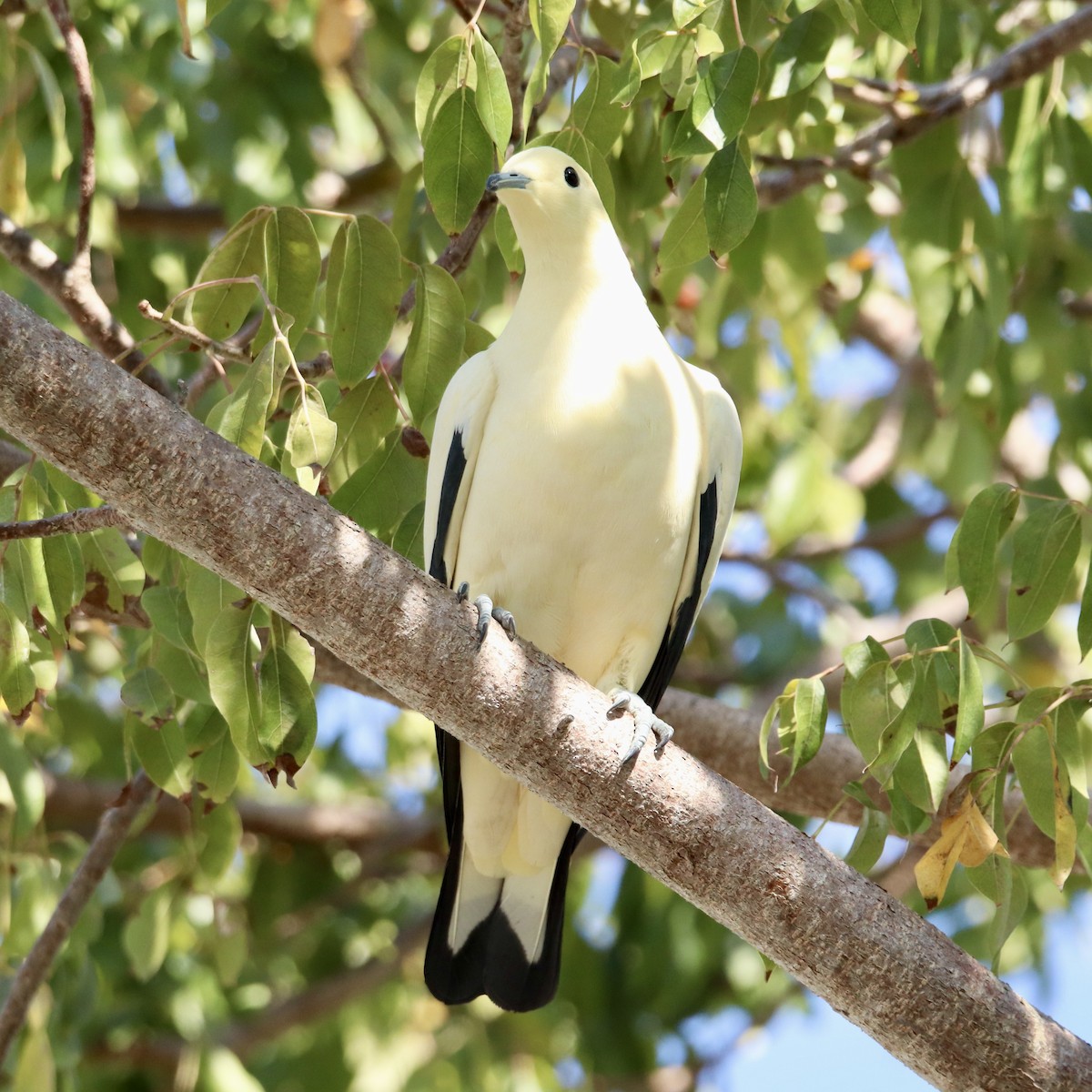 Pied Imperial-Pigeon - ML544861701