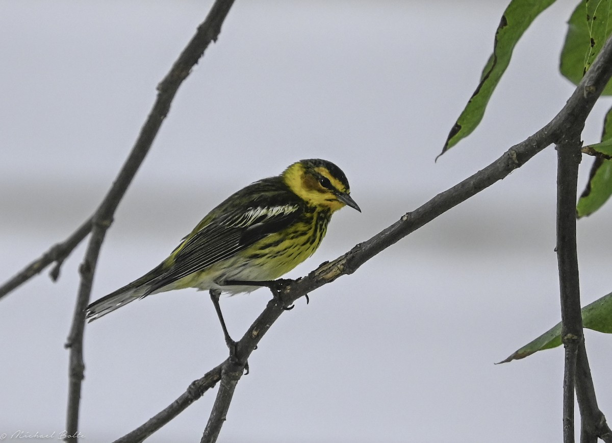 Cape May Warbler - Michael Bolte
