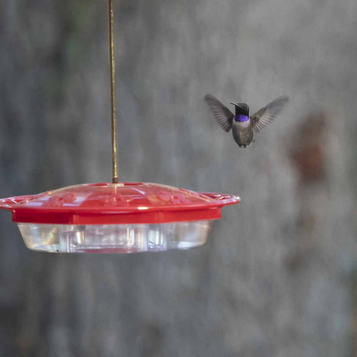 Black-chinned Hummingbird - ML544869171