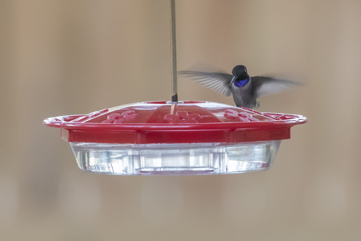 Black-chinned Hummingbird - ML544869181