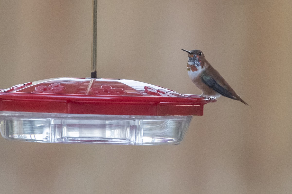 Rufous Hummingbird - ML544869281