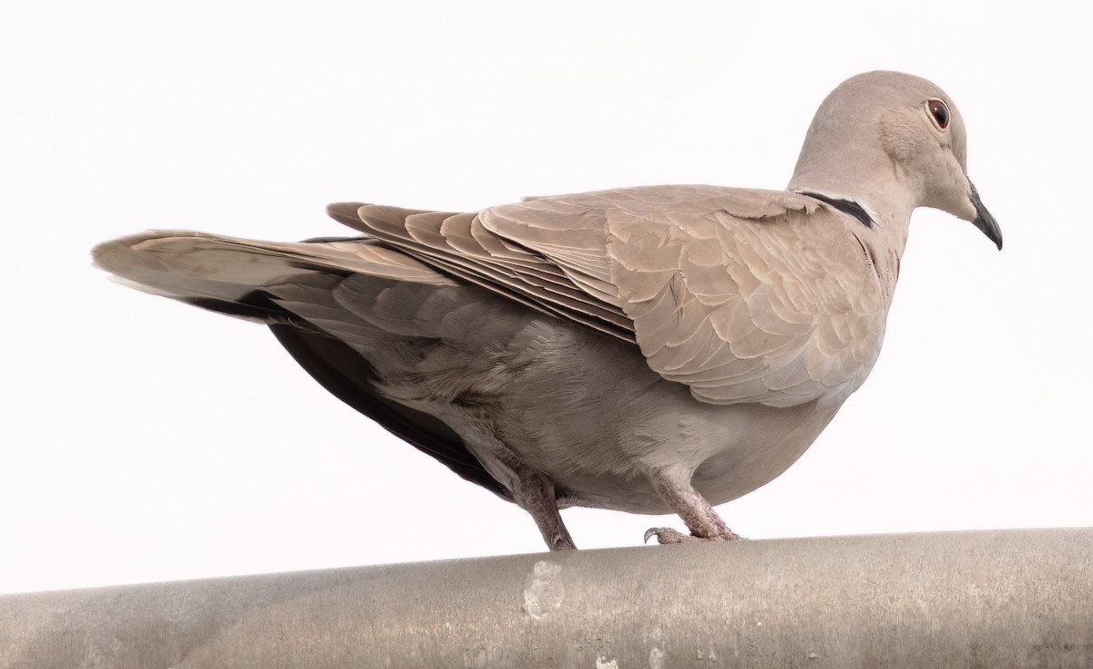 Eurasian Collared-Dove - ML544872041