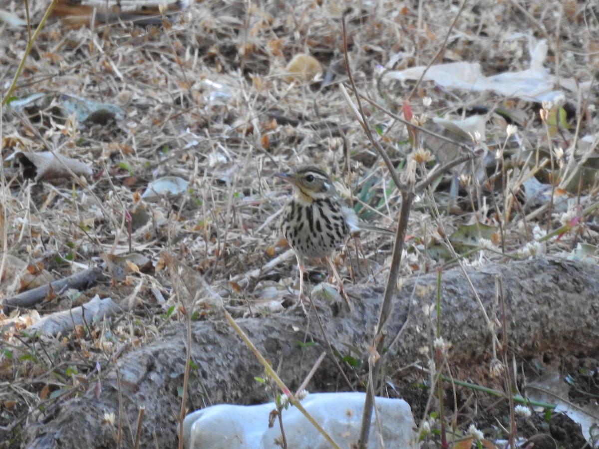 Olive-backed Pipit - ML544874901