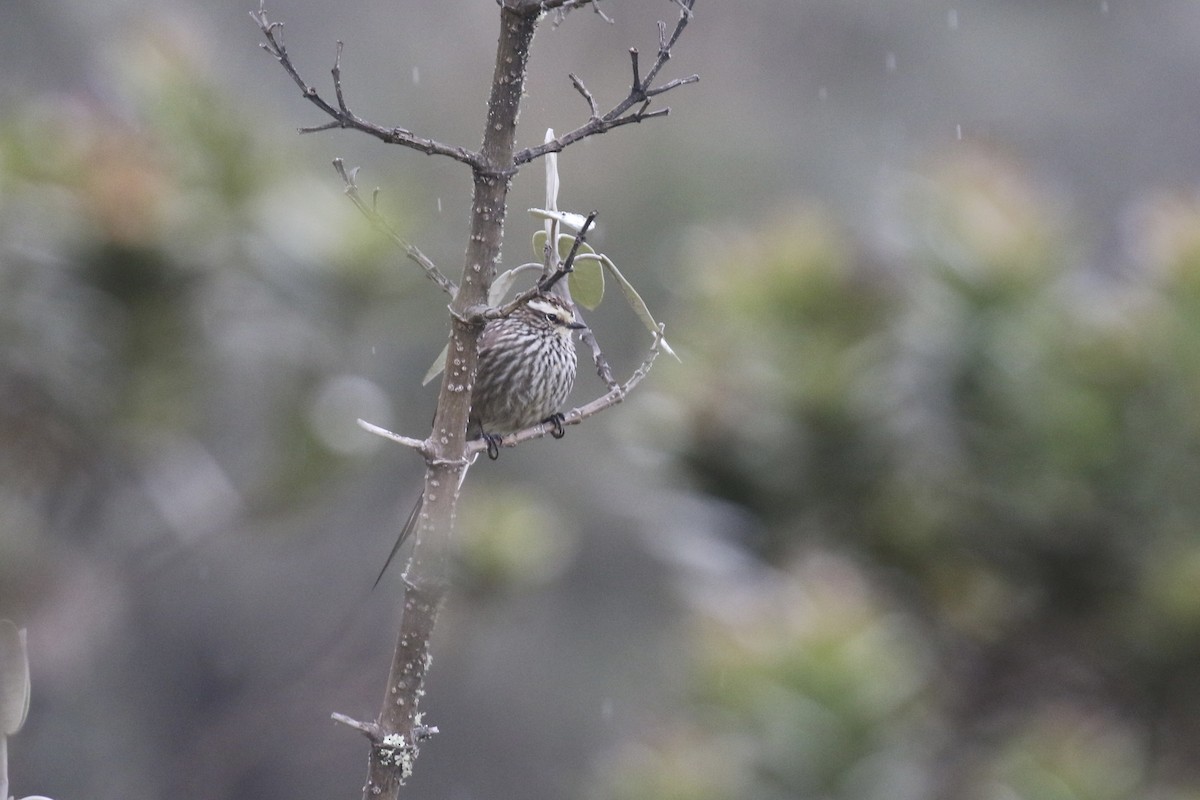 Andean Tit-Spinetail - ML544883921