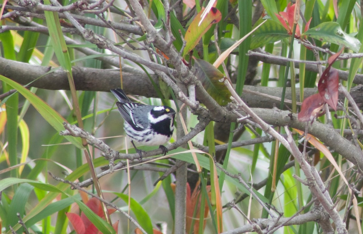 Black-throated Gray Warbler - ML544883971