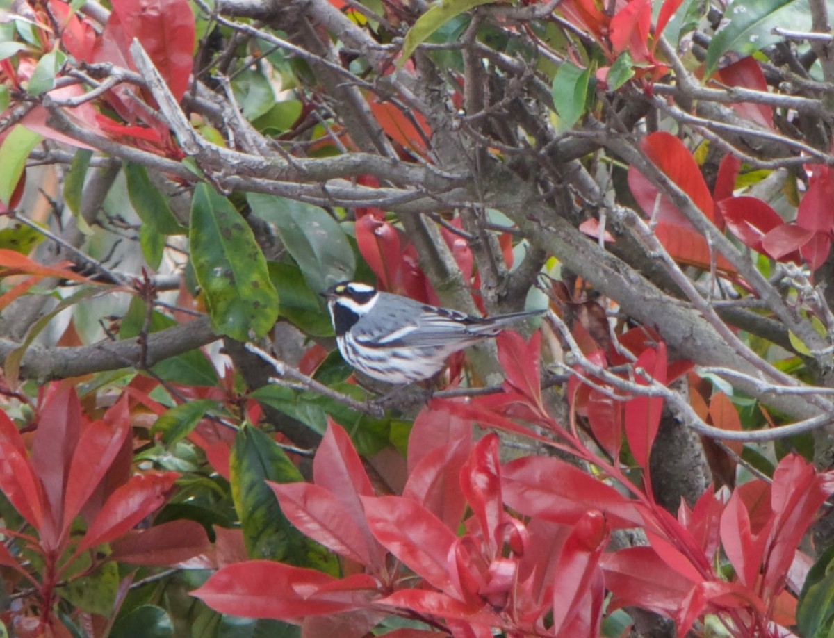 Black-throated Gray Warbler - ML544883991