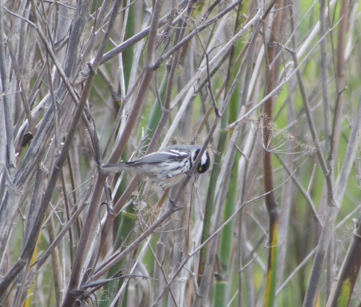 Black-throated Gray Warbler - ML544884011
