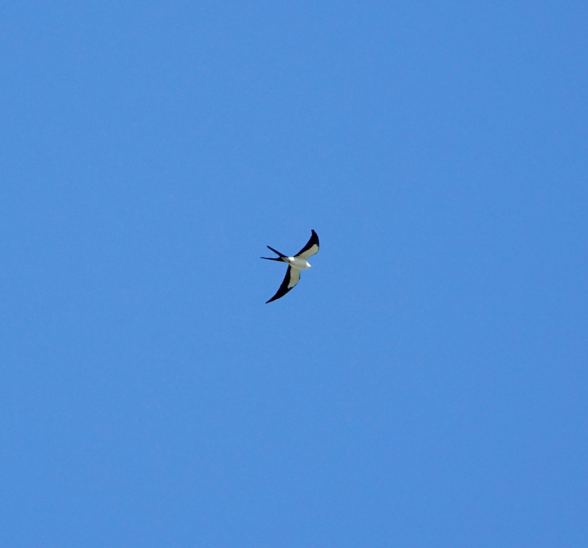 Swallow-tailed Kite - ML544885941
