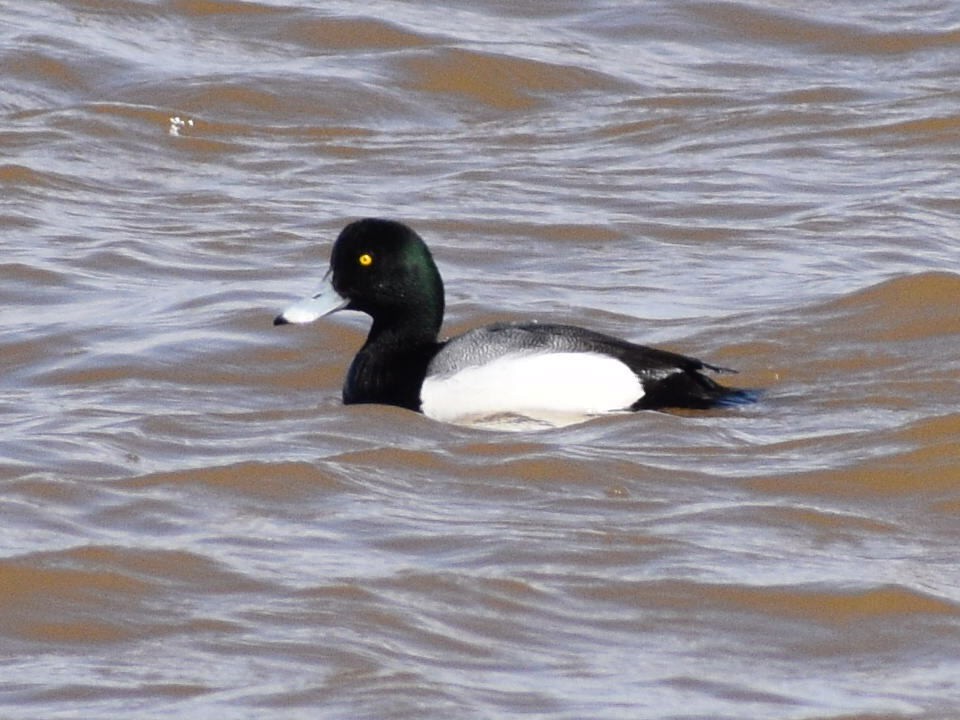 Greater Scaup - ML544886621