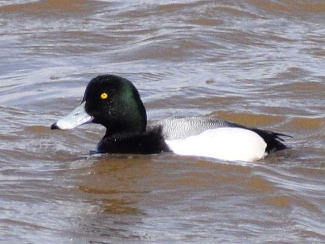 Greater Scaup - ML544886631
