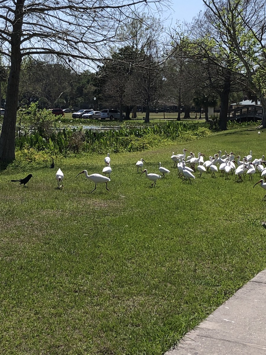 White Ibis - ML544901871