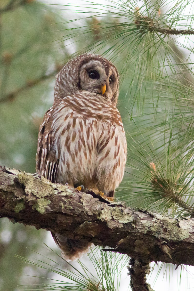 Barred Owl - ML544904011