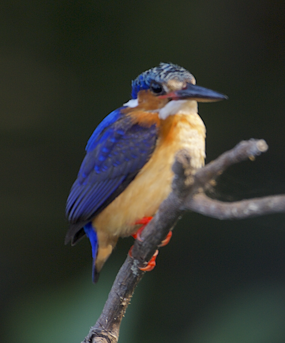 Malagasy Kingfisher - ML544908971
