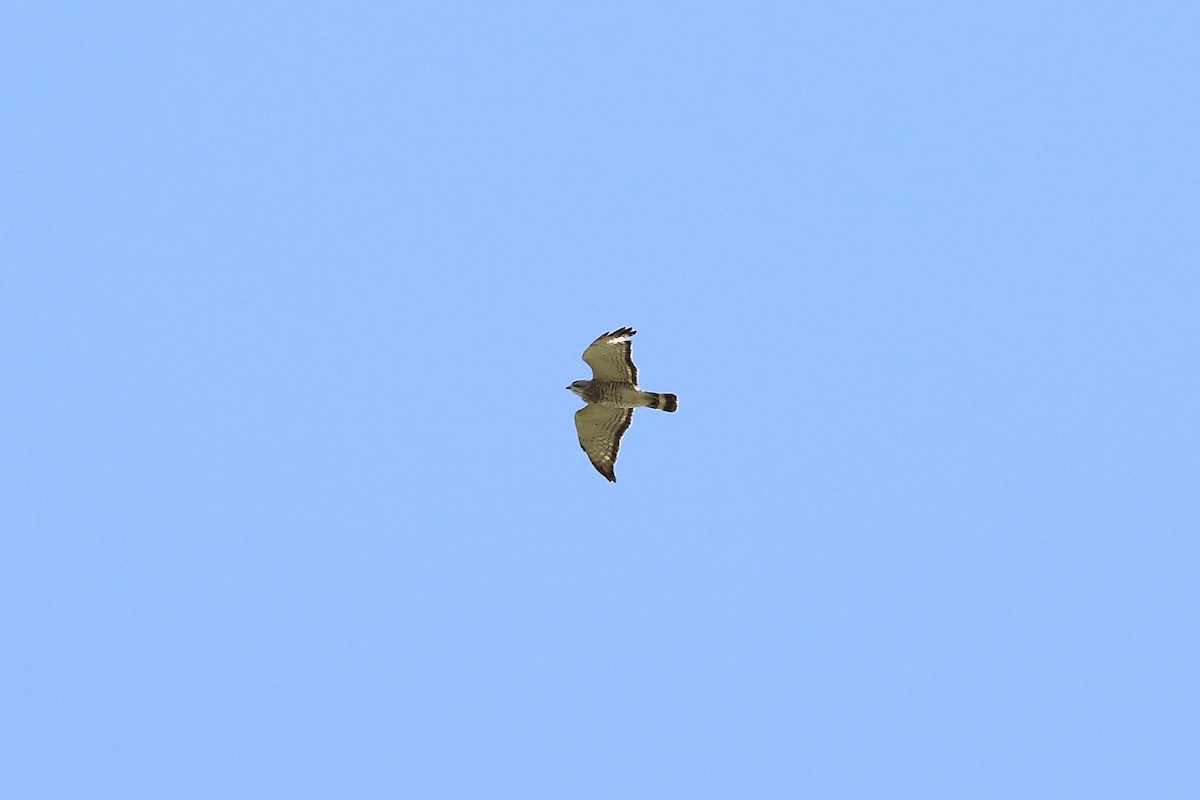 Broad-winged Hawk - ML54491201