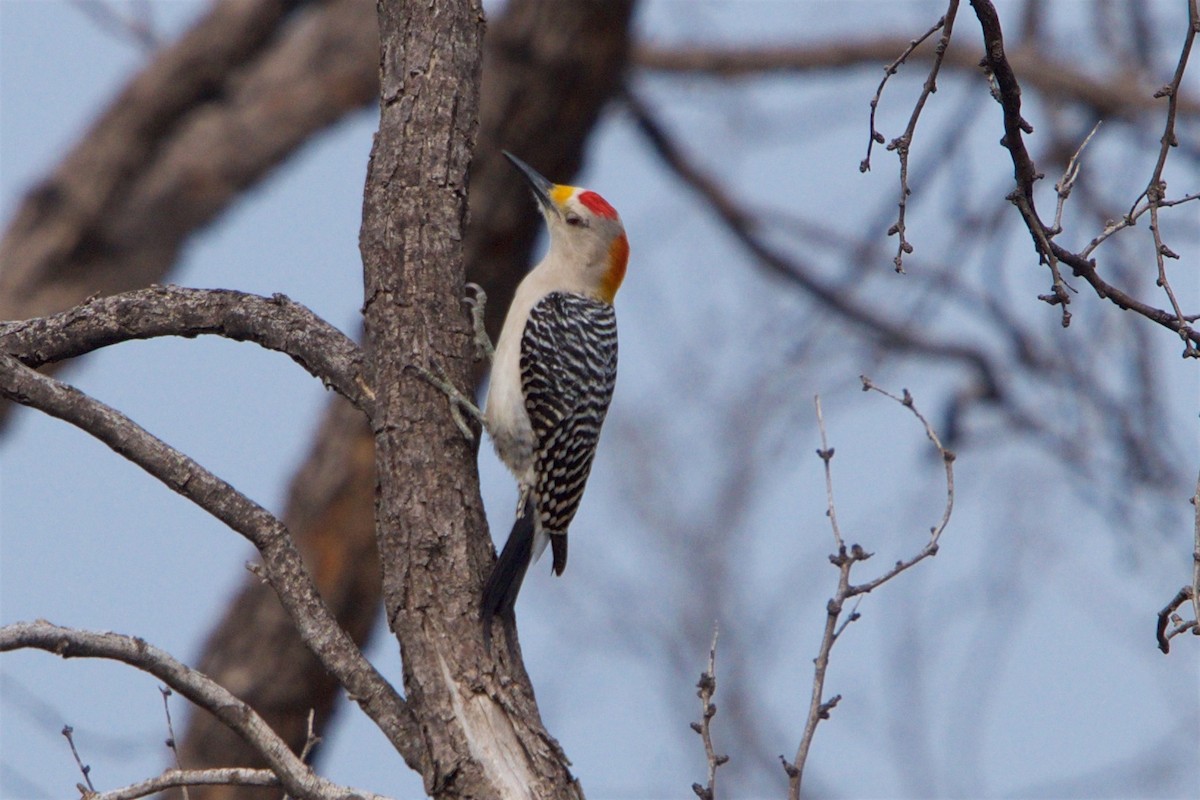 Golden-fronted Woodpecker - ML54491231