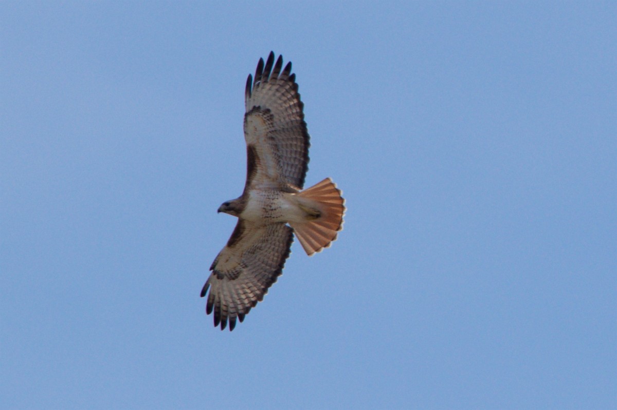 Red-tailed Hawk - ML54491581