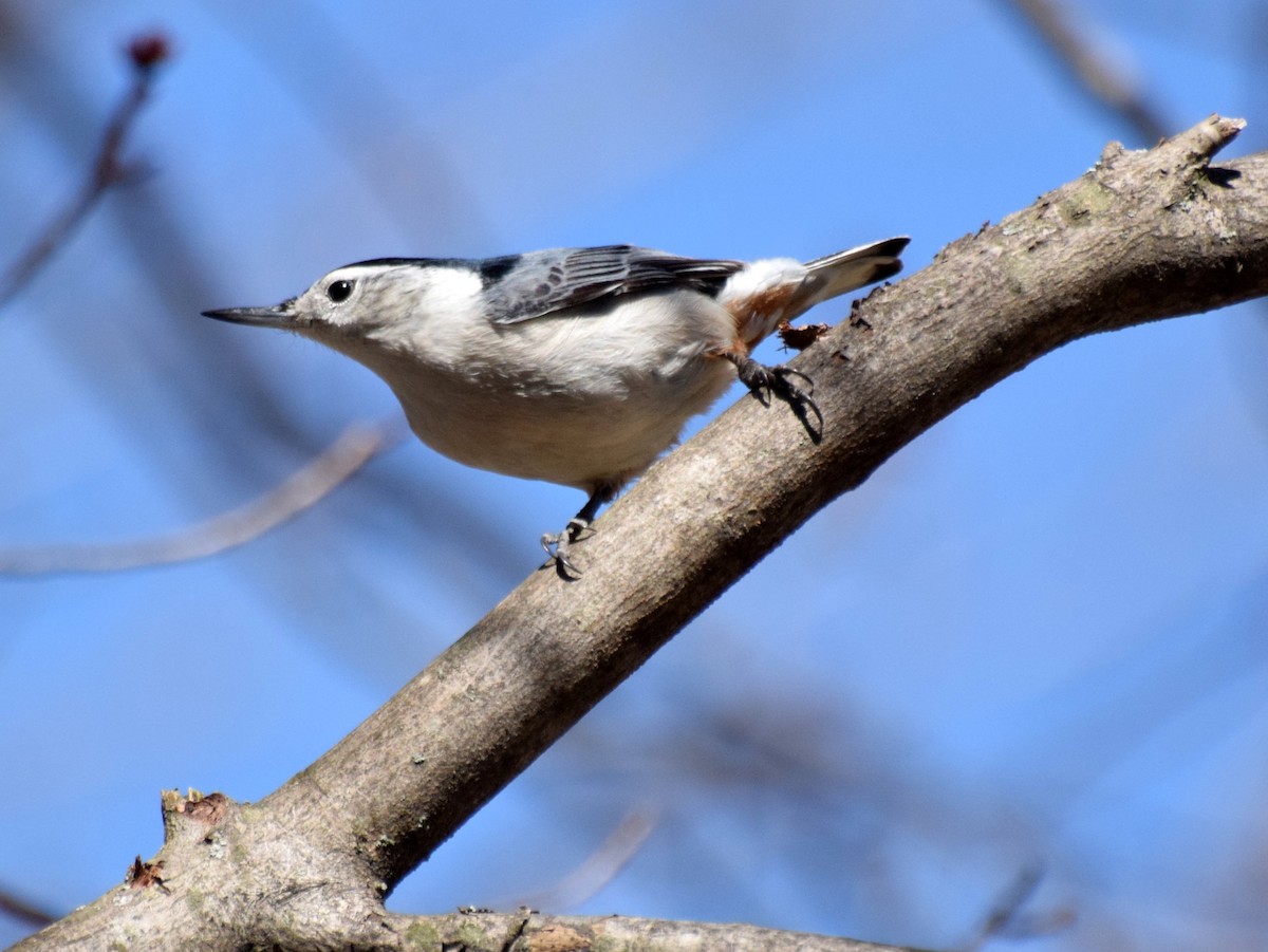 White-breasted Nuthatch - ML54491831