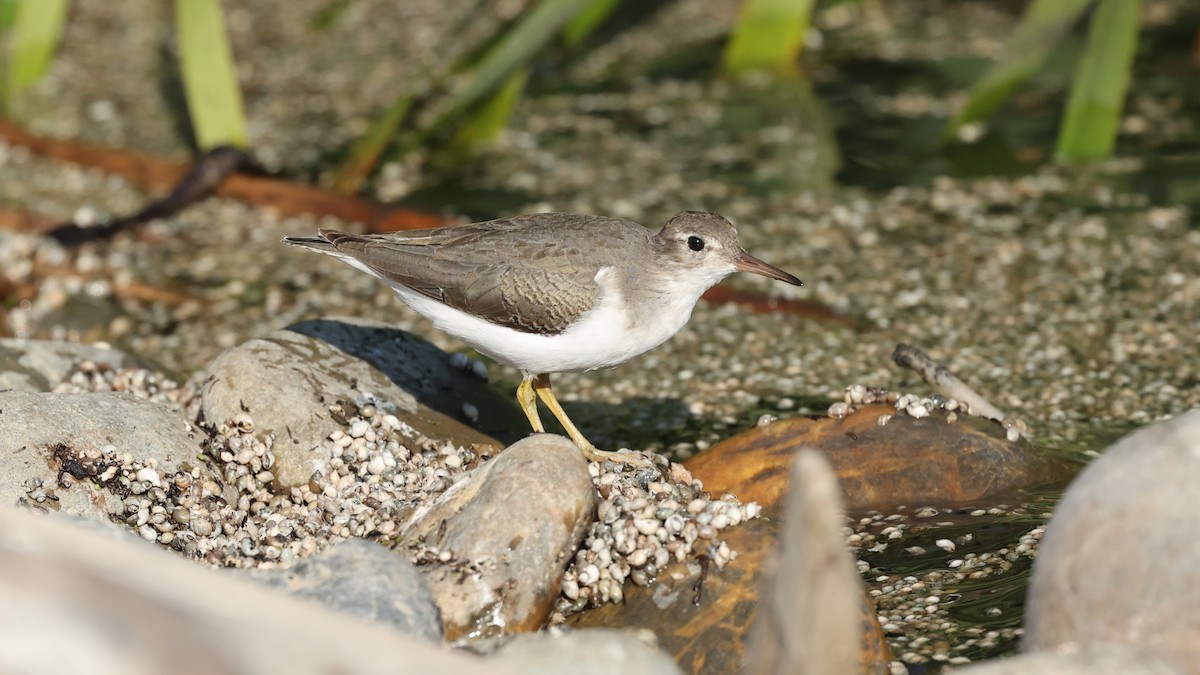 Spotted Sandpiper - Harold Reeve