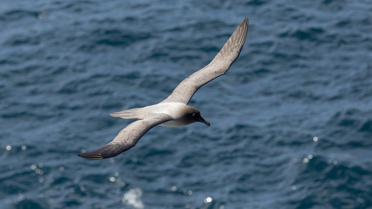 Light-mantled Albatross - ML544921181